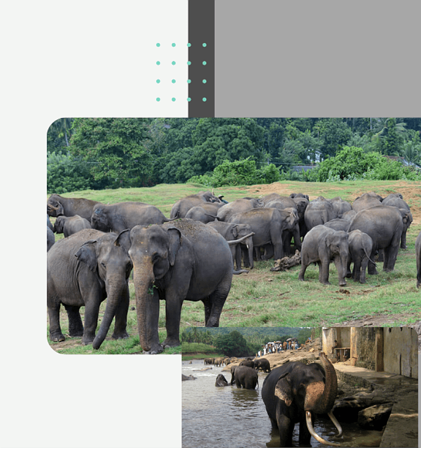 Wildlife conservation donation, Pinnawala